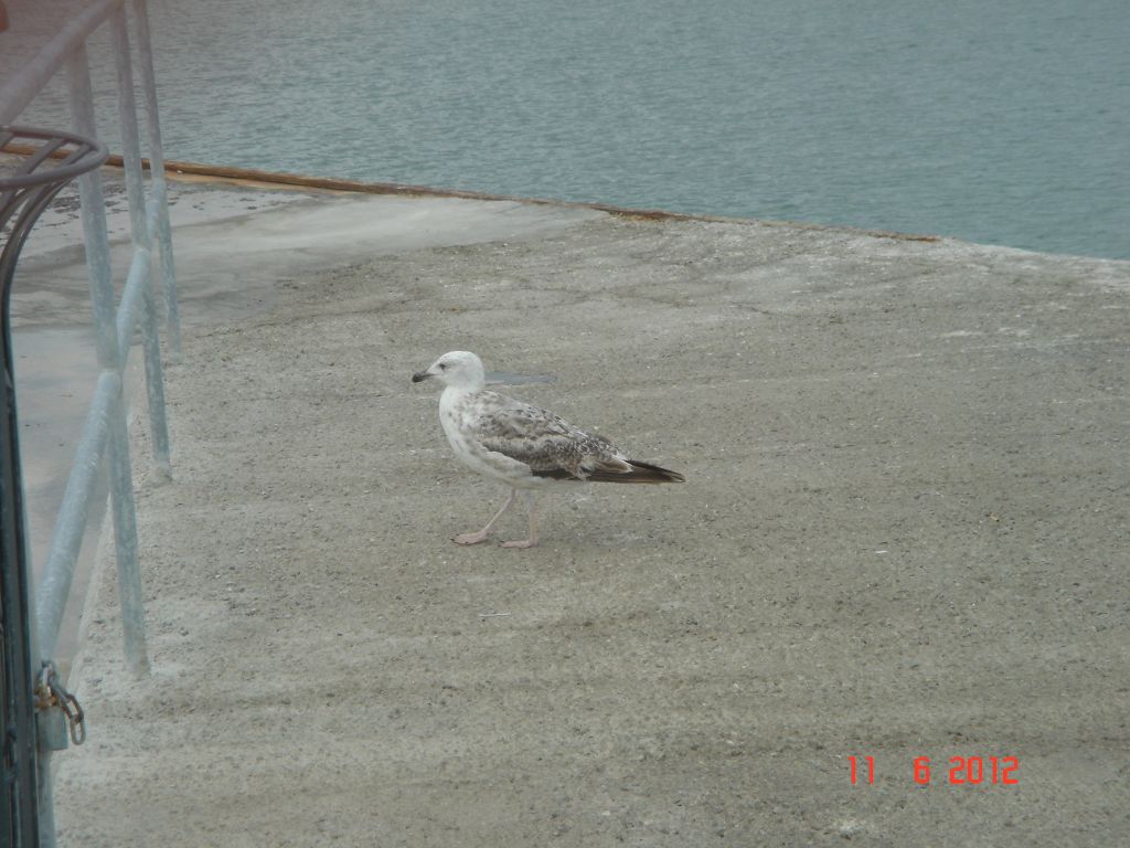 Gabicce Mare 2012 340